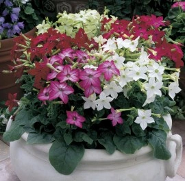 Nicotiana-Regina noptii mix - Img 2
