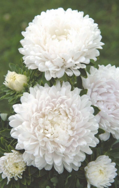 Ochiul boului-Callistephus chinensis Paeony White - Img 3