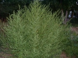Pelinita-Artemisia Annua - Img 4
