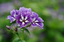 Phlox Drummondii Sugar Stars - Img 3