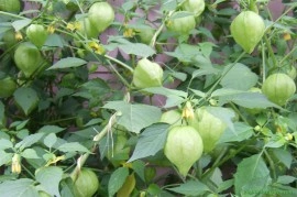 Physalis philadelphica-Cherry Tomatillo verde - Img 2
