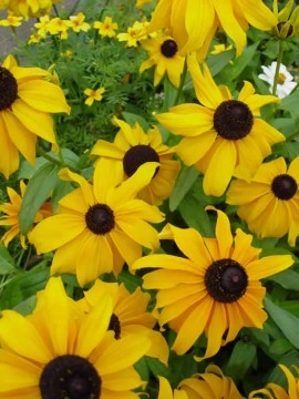 Rudbeckia Hirta Marmalade - Img 3