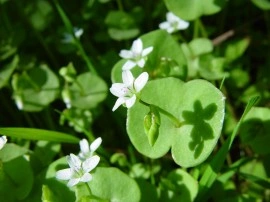 Salata minerului-Claytonia Perfoliata - Img 6