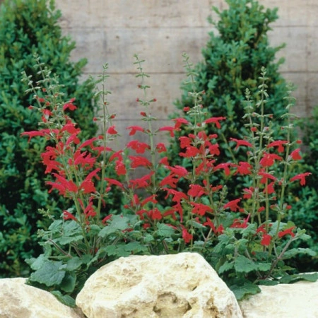 Salvia Roemeriana Arriba - Img 2
