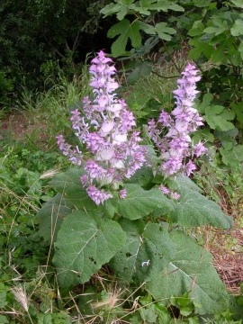 Salvia sclarea-Serlai - Img 3