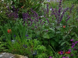 Salvia Verticillata Purple Rain - Img 6