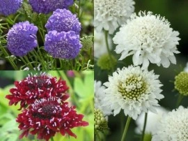Scabiosa atropurpurea mix - Img 7