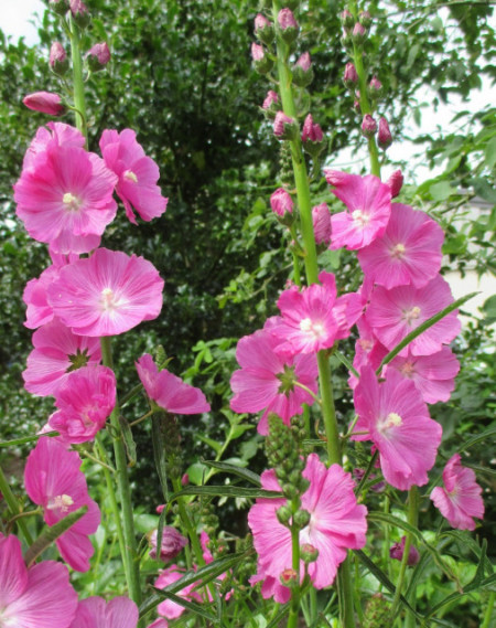 Sidalcea Malviflora Rosanna
