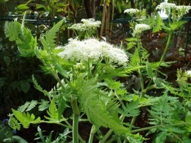 Smirna-Myrrhis odorata - Img 7