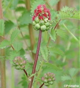 Sorbestrea-Sanguisorba minor - Img 3