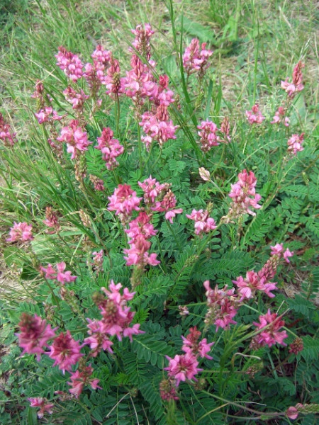 Sparceta-Onobrychis Viciifolia - Img 8