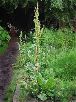 Stevia-Rumex patientia - Img 2