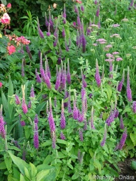 Teucrium hyrcanicum Purple Tails - Img 5