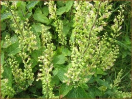 Teucrium scorodonia-Wood Sage - Img 3