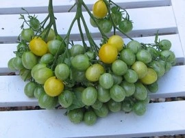 Tomate cherry galbene ILDI - Img 3