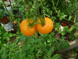 Tomate orange Zloty Ozarowski - Img 3