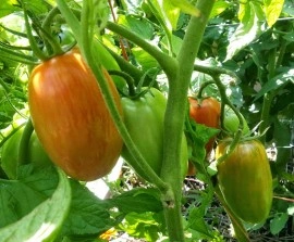 Tomate Speckled Roman - Img 2