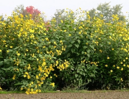 Topinambur-Helianthus tuberosus - Img 2