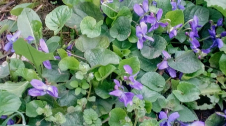 Toporas-Viola Odorata - Img 3