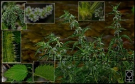 Urzica-Urtica dioica - Img 5