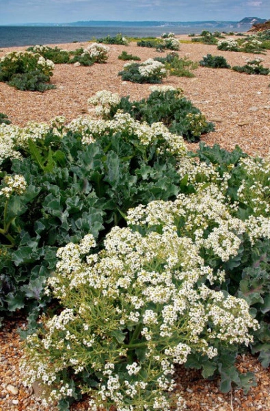 Varza de mare-Crambe maritima - Img 8