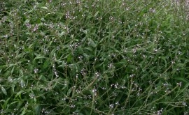 Verbena Officinalis - Img 5