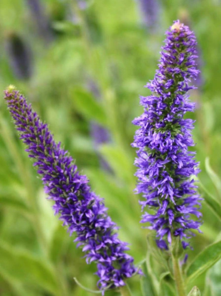 Veronica Porphyriana - Img 4
