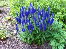 Veronica Spicata blue - Img 5