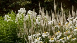 Veronicastrum virginicum - Img 2