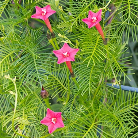 Zorele-Ipomoea Cardianal Climber Pink - Img 4