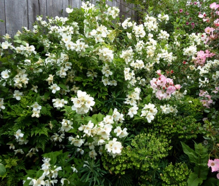  Iasomie Philadelphus Belle Etoile - Img 3