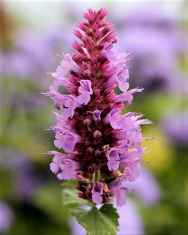 Agastache Pallida X Rugosa Globetrotter - Img 3