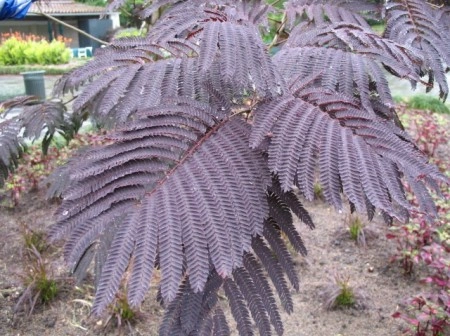 Albizia Julibrissin Summer Chocolate - Img 5