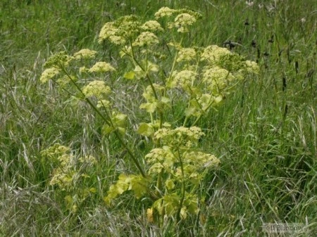 Alexanders-Smyrnium Olusatrum - Img 6