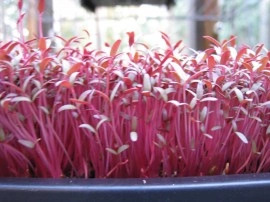 Amaranthus Red Army - Img 4