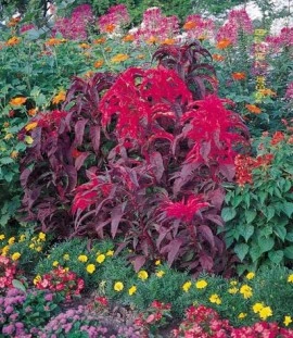 Amaranthus tricolor Early Splendor - Img 3