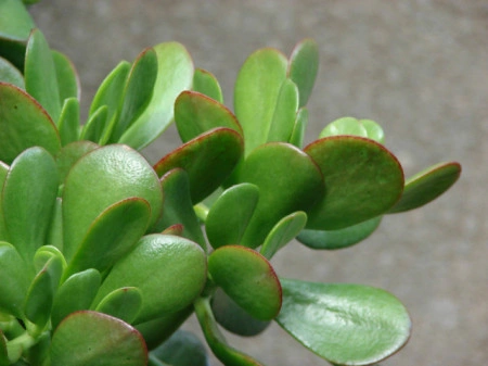 Arbore de Jad-Crassula Ovata - Img 4