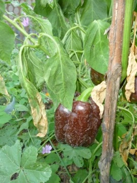 Ardei gras Beauty Chocolate - Img 3