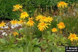Arnica montana - Img 3