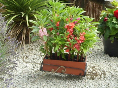 Balsamine-Impatiens Balsamina mix - Img 2
