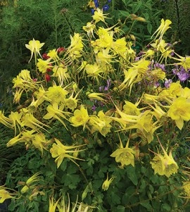 Caldarusa-Aquilegia Chrysantha Yellow Queen - Img 3