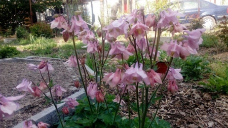 Caldarusa-Aquilegia Vulgaris Pink - Img 2