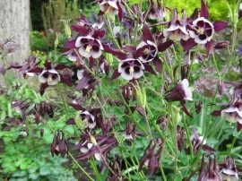 Caldarusa-Aquilegia William Guinness - Img 2