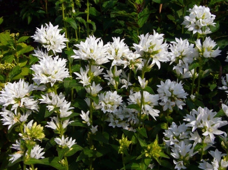 Campanula Glomerata Alba - Img 3