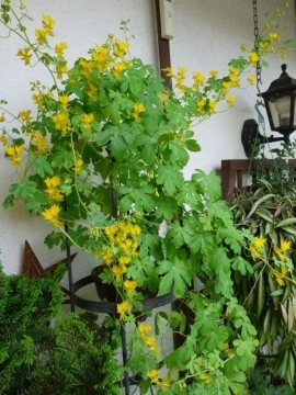 Canary creeper-Tropaeolum peregrinum - Img 6