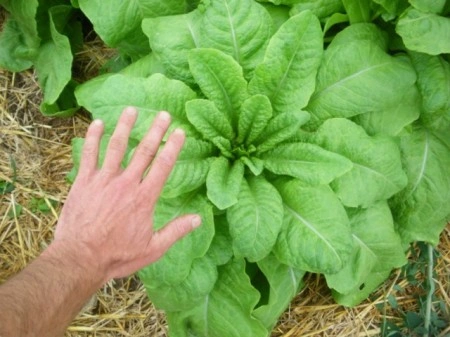 Celtuce-Lactuca sativa var.Augustana - Img 2
