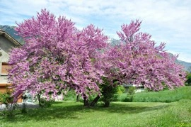 Cercis siliquastrum-Arborele Iudei - Img 5