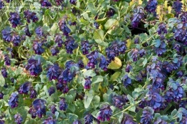Cerinthe major purpurascens - Img 2