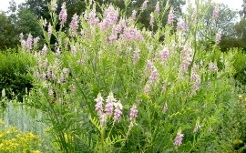 Ciumărea-Galega officinalis - Img 3