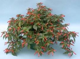 Cuphea ignea - Img 2